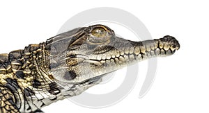 Young West African slender-snouted head crocodile