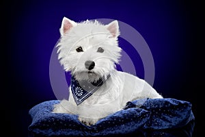 Young West Highland White Terrier on deep-blue background