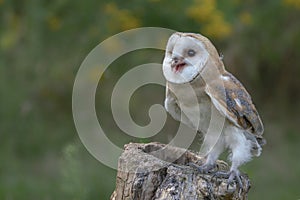 Young Western Barn Owl Tyto alba sitting on a stump