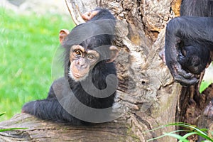 A young western chimpanzee is resting on a tree