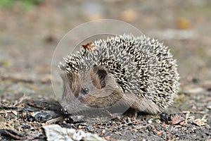 young western hedgehog erinaceus europaeus