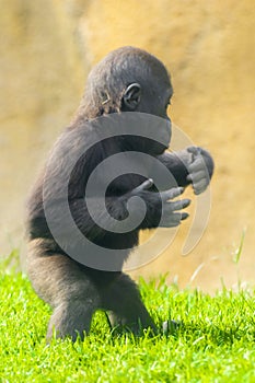 Young western lowland gorilla