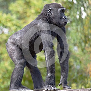 Young Western Lowland Gorilla