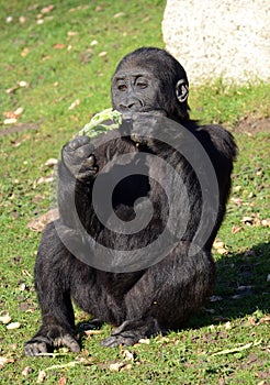 Young Western Lowland Gorilla