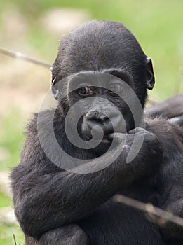 Young western lowland gorilla