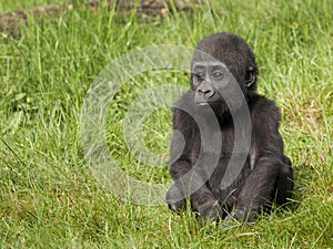 Young western lowland gorilla