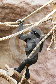 Young Western lowland gorilla photo