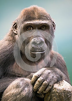 Young Western lowland gorilla portrait