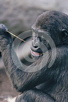 Young Western lowland Gorilla