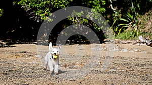 Young westie west highland terrier dog playing fetch on beach with tennis ball in New Zealand NZ