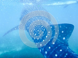 A young whale shark just below the surface of the water