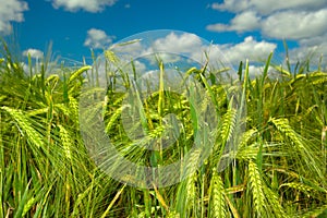 Young wheat closeup