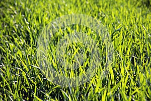 Young wheat in early spring