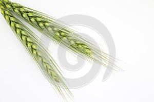 Young wheat ears on a white background