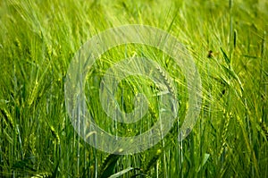 Young wheat on farm land