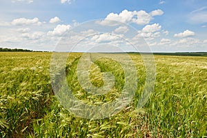 Young wheat field as background, bright sun, beautiful summer landscape