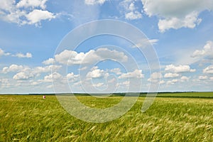 Young wheat field as background, bright sun, beautiful summer landscape