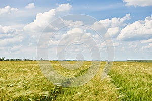 Young wheat field as background, bright sun, beautiful summer landscape