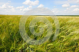 Young wheat field closeup as background, bright sun, beautiful summer landscape