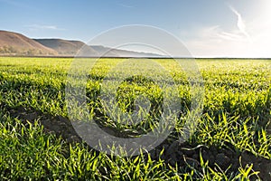 Young wheat field