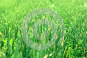 Young wheat field