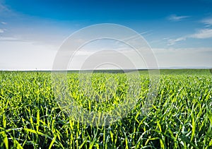 Young wheat field