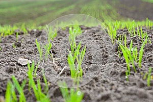 Young wheat or grass seedlings growing in a soil. Agricultural field. Natural background