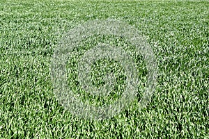 Young wheat green on the field, background texture of grass.