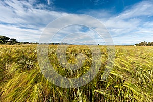 Young wheat growing in green farm field