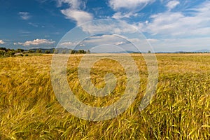 Young wheat growing in green farm field