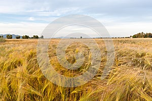 Young wheat growing in green farm field