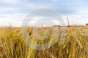 Young wheat growing in green farm field