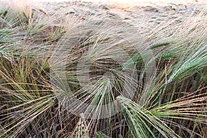 Young wheat growing in green farm field