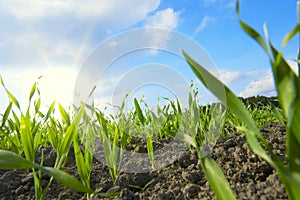 Young wheat grows on the field