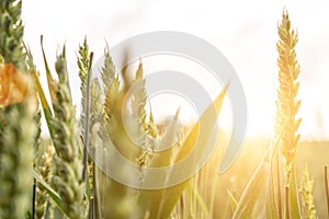 Young wheat plant field on golden sunset landscape background. Green grain crop in agriculture farm. Rye harvest cereal backdrop