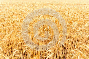 Young wheat plant field on golden sunset landscape background. Yellow grain crop in agriculture farm. Rye harvest cereal