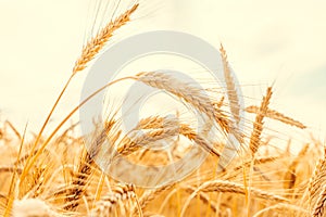 Young wheat plant field on golden sunset landscape background. Yellow grain crop in agriculture farm. Rye harvest cereal