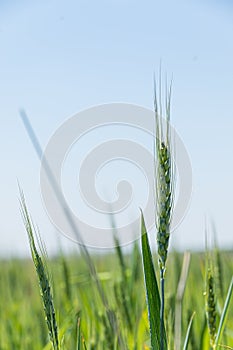 Young wheat plant in green field under blue sky