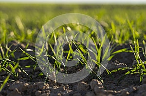 Young wheat seedlings growing on a field in autumn. Young green wheat growing in soil. Agricultural proces. Close up on