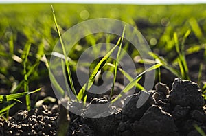 Young wheat seedlings growing on a field in autumn. Young green wheat growing in soil. Agricultural proces. Close up on