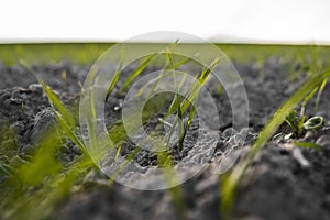 Young wheat seedlings growing on a field in autumn. Young green wheat growing in soil. Agricultural proces. Close up on