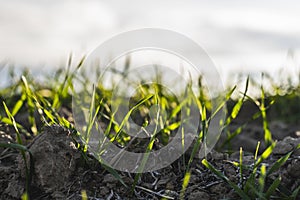 Young wheat seedlings growing on a field in autumn. Young green wheat growing in soil. Agricultural proces. Close up on