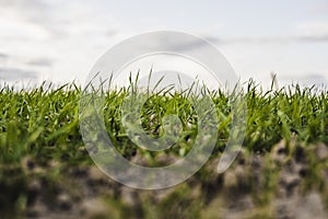 Young wheat seedlings growing on a field in autumn. Young green wheat growing in soil. Agricultural proces. Close up on