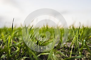 Young wheat seedlings growing on a field in autumn. Young green wheat growing in soil. Agricultural proces. Close up on