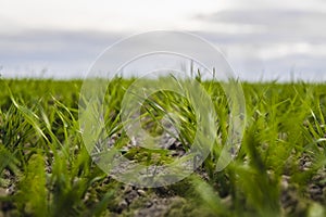 Young wheat seedlings growing on a field in autumn. Young green wheat growing in soil. Agricultural proces. Close up on