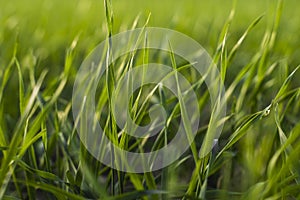 Young wheat seedlings growing on a field in autumn. Young green wheat growing in soil. Agricultural proces. Close up on