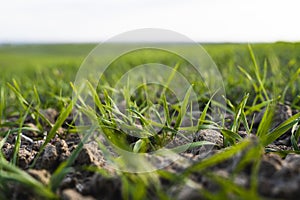 Young wheat seedlings growing on a field in autumn. Young green wheat growing in soil. Agricultural proces. Close up on