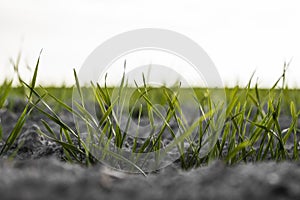 Young wheat seedlings growing on a field in autumn. Young green wheat growing in soil. Agricultural proces. Close up on