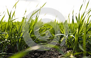 Young wheat seedlings growing on a field in autumn. Young green wheat growing in soil. Agricultural proces. Close up on