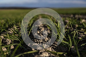 Young wheat seedlings growing on a field in autumn. Young green wheat growing in soil. Agricultural proces. Close up on